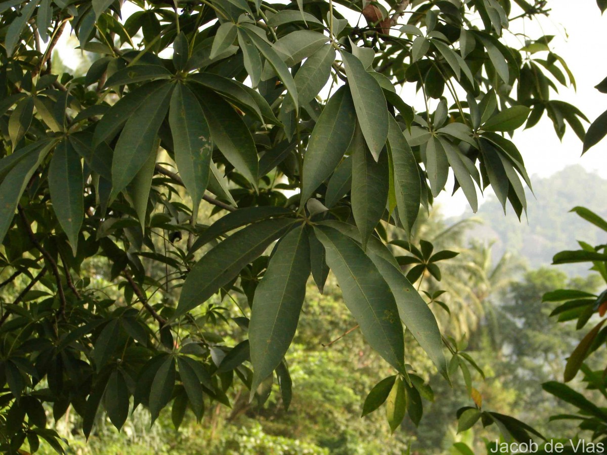 Ceiba pentandra (L.) Gaertn.